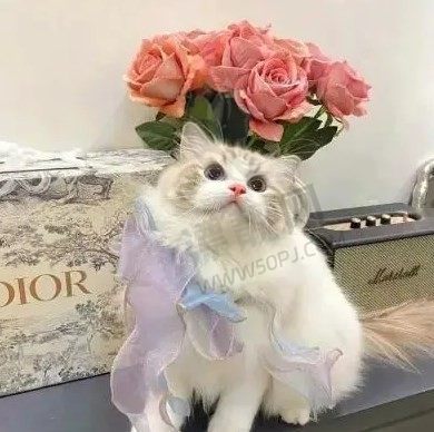 看见