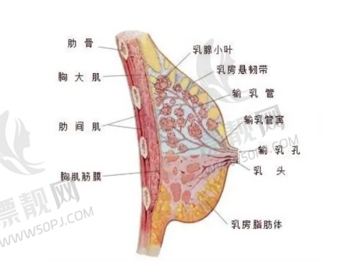 四、注射类项目性价比分析