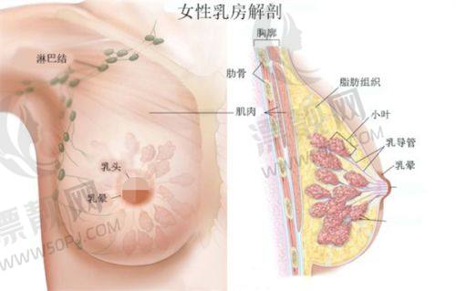 美波婷丰胸的实例分享
