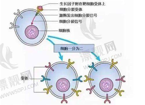 如何选择适合自己的去眼袋方案